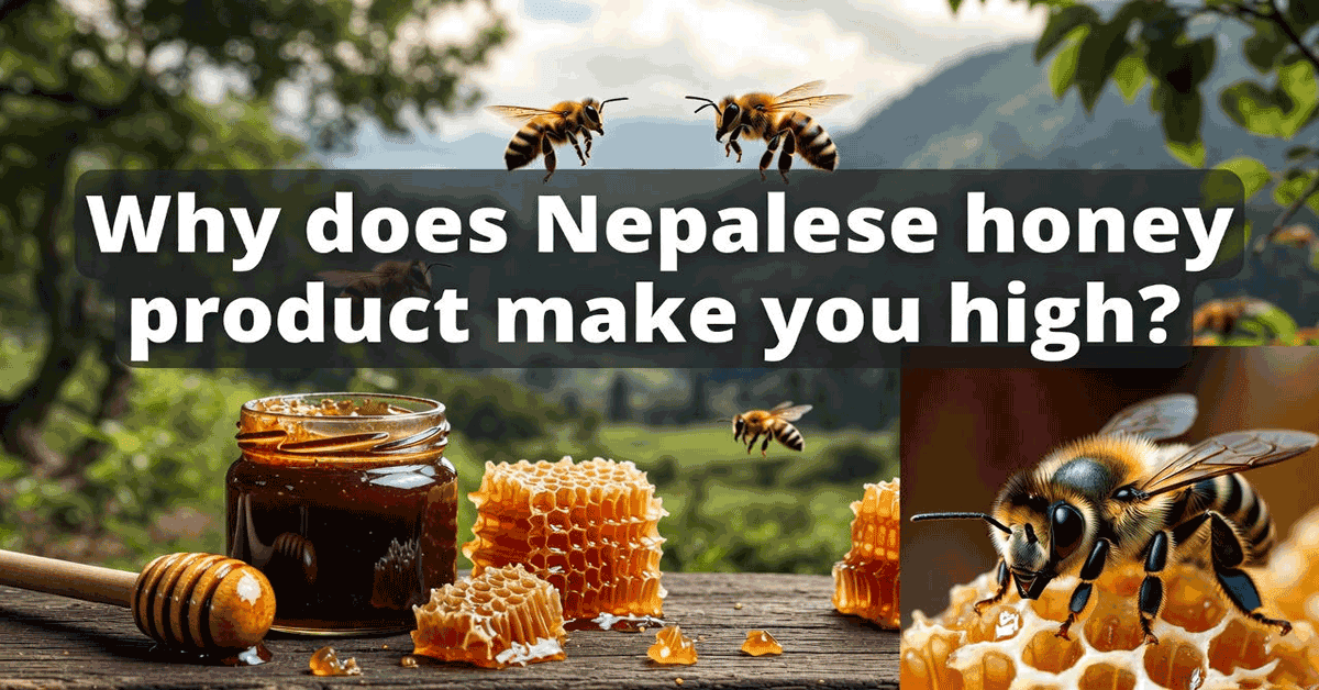 Why does Nepalese honey make you high?